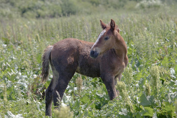 Fototapeta premium the gaze of a young colt