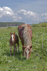 little colt grazing on green meadow