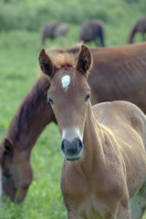 Fototapeta premium the gaze of a young colt