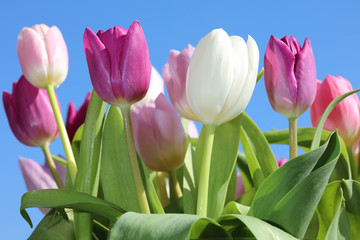 Fototapeta premium Spring Tulips 