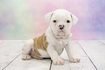 Olde English Bulldog with colorful springtime background