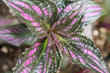 Persian shield
