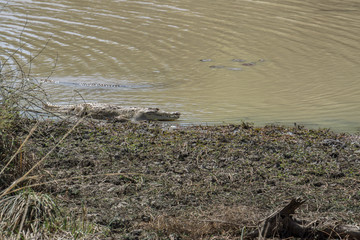 A large Nile crocodile on the banks of the Niger River, Niger, National Park W, Africa 