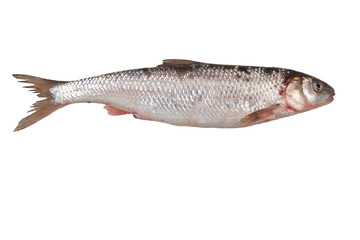 Fresh omul fish isolated on white background