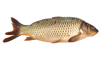 Fresh carp fish isolated on white background