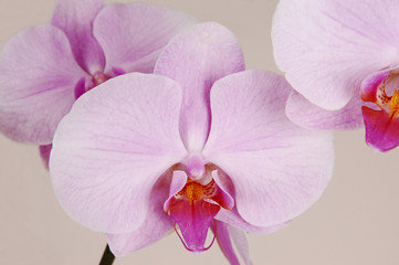 Three  orchids.