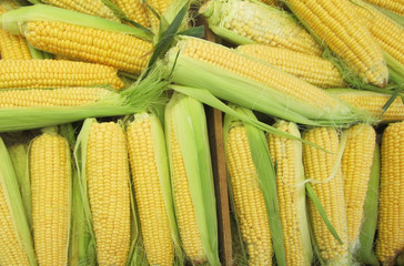 желтые початки кукурузы на лотке
