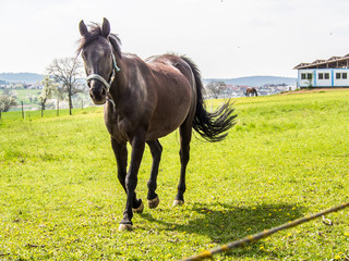 Pferd auf der Koppel
