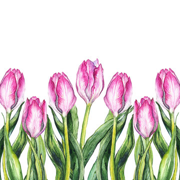 Watercolor Pink Tulip Flower Nature Border Frame