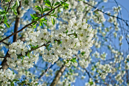 Closeup of white cherry blossoms