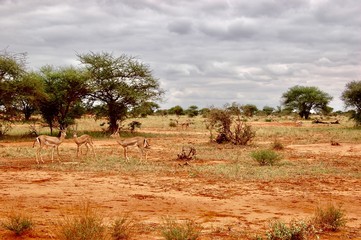 Antylopes on safari
