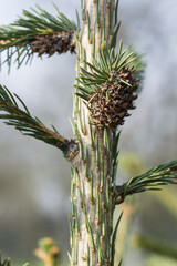 Insect infestation of spruce.