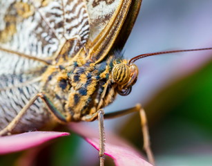 Blue Morpho Butterfly resting. Here you can see the outer wing pattern of round rings or eyes that sometimes confuses it with the owl butterfly.