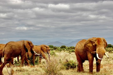 Wild elephants family