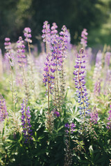 Lupine flowers in the field