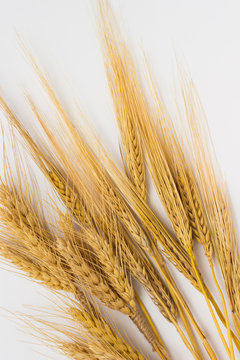 Wheat and barley on  white background