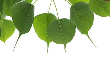Crédence de cuisine en verre imprimé Arbres Green leafs of Sacred tree in summer with white background