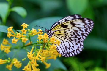 Rice Paper Butterfly feeding from yellow wild flowers.