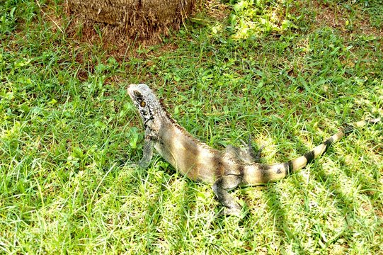 Big green lizzard