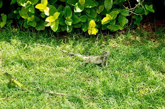 Two lizzards in grass