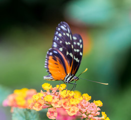 Fototapeta na wymiar Golden Helicon Butterfly feeding on wild flowers.