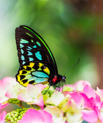 The Cairns birdwing, is a species of birdwing butterfly endemic to north-eastern Australia, and is Australia's largest endemic butterfly species. Other common names in are Cooktown and north birdwing.