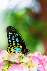 The Cairns birdwing, is a species of birdwing butterfly endemic to north-eastern Australia, and is Australia's largest endemic butterfly species. Other common names in are Cooktown and north birdwing.