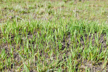 New grass is growing in the meadow at the beginning of the spring