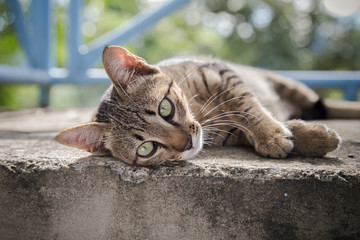 gray kitten is resting on concrete floor
