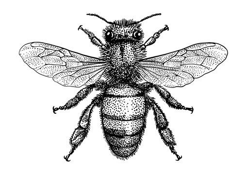 Bee illustration, drawing, engraving, ink, line art, vector