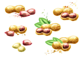 Hand drawn watercolor peanuts set