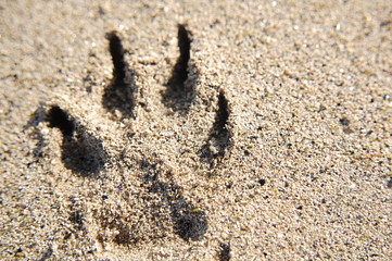 Light Paw Print 