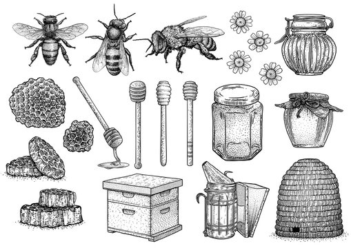 Bee, honey, hive, beekeeping illustration, drawing, engraving, line art, vector