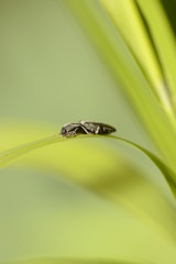 Insect and Plants Composition