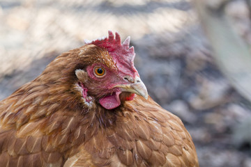Brown hen home.