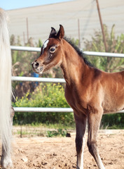Obraz premium portrait of arabian little foal. Israel