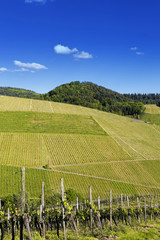 Fototapeta na wymiar Vineyard landscape in summer