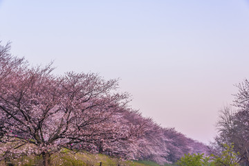 Obraz na płótnie Canvas 朝の桜並木