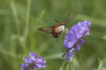 Hummingbird Clearwing moth (hemaris thysbe) foraging in tufted vetch flowers