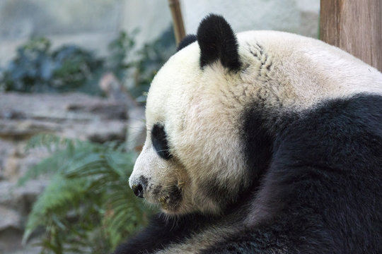 Image of a panda on nature background. Wild Animals.