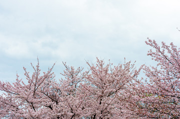 Beautiful cherry blossom sakura in spring time over blue sky.