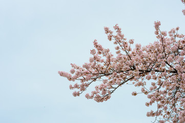 Beautiful cherry blossom sakura in spring time over blue sky.