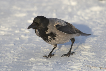 Young crow