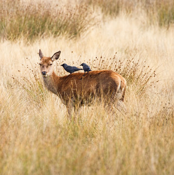 A deer standing in long brown grass with two blackbirds on its back pointing towards its ear.
