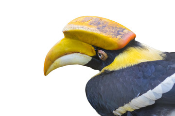 Image of a hornbill on white background. wild animals.