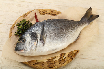 raw dorada fish