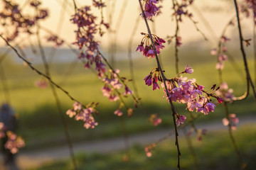 朝焼けの枝垂桜
