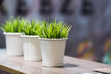 Decorative beautiful green grass in the metal bucket under the light standing on the wooden table