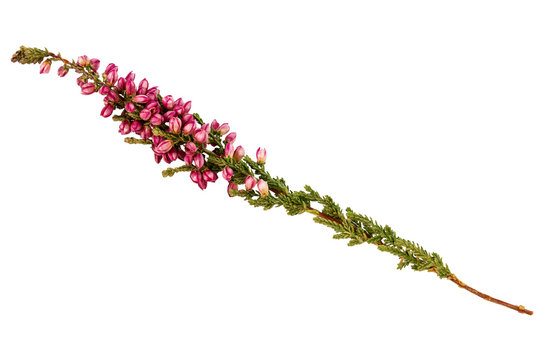 Common heather Calluna vulgaris twig