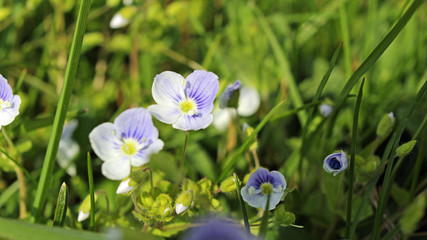 Frühling